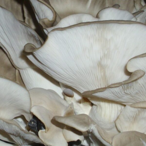 Fresh Mushroom (kg)